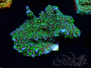 WYSIWYG Montipora hispida Hulk 11K4