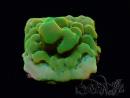 WYSIWYG RAH Montipora Orange Punch 11K5