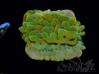 WYSIWYG RAH Montipora Orange Punch 11K7