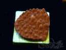 WYSIWYG RAH Montipora Princesa Melocotón
