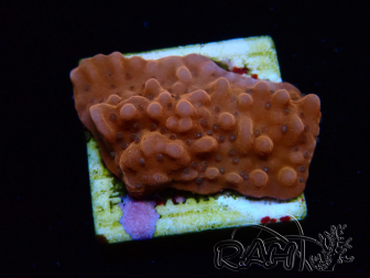WYSIWYG RAH Montipora Princess Peach