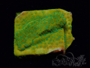 WYSIWYG RAH Montipora Ácido Naranja