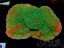 WYSIWYG WWC Sunfire GRAFTED Montipora plateau