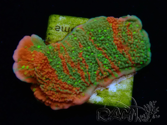 WYSIWYG WWC Sunfire GRAFTED Montipora plateau