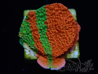 WYSIWYG WWC Sunfire GRAFTED Montipora plateau 11N8