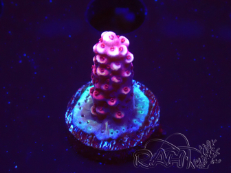 WYSIWYG MH Acropora Red Robin