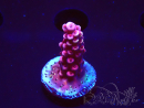 WYSIWYG MH Acropora Red Robin