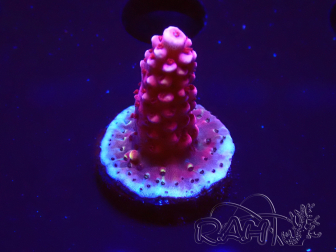 WYSIWYG MH Acropora Red Robin