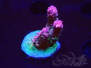 WYSIWYG RAH Acropora hyacinthus Pink Planet 5B7
