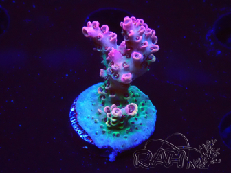 WYSIWYG RAH Acropora hyacinthus Pink Planet