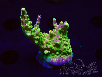 WYSIWYG MH Acropora natalensis 5C1
