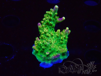 WYSIWYG MH Acropora natalensis 5C2