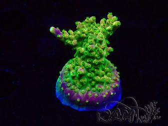 WYSIWYG MH Acropora natalensis