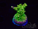 WYSIWYG MH Acropora natalensis 5C4