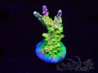 WYSIWYG MH Acropora natalensis
