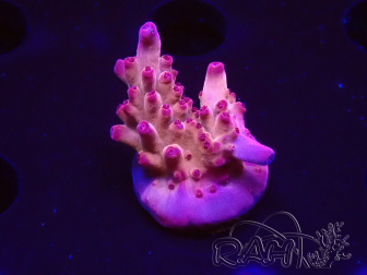 WYSIWYG RAH Acropora Sunset Boulevard 5E6