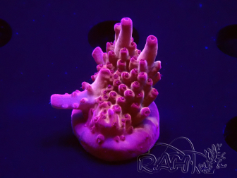 WYSIWYG RAH Acropora Sunset Boulevard 5E9