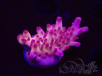 WYSIWYG RAH Acropora Sunset Boulevard 5E10