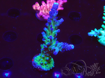 WYSIWYG - RAH Acropora tortuosa 5F1