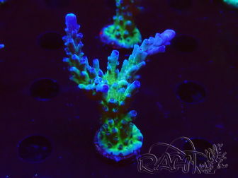 WYSIWYG - RAH Acropora tortuosa 5F2