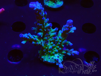 WYSIWYG - RAH Acropora tortuosa