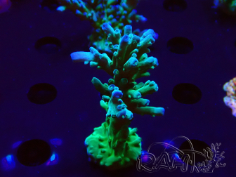 WYSIWYG RAH Acropora austera teal 5F6