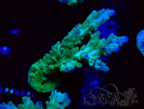 WYSIWYG RAH Acropora austera teal 5F7