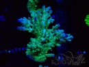 WYSIWYG RAH Acropora austera teal 5F8