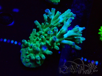 WYSIWYG RAH Acropora austera teal 5F9