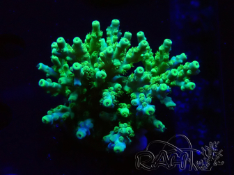 WYSIWYG RAH Acropora Hematoma 5I1