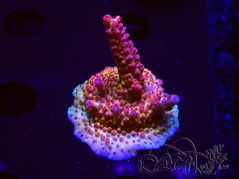WYSIWYG - Acropora PC Rainbow 5I6