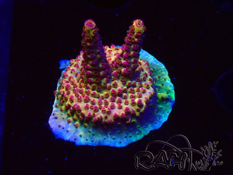 WYSIWYG - Acropora PC Rainbow 5I7