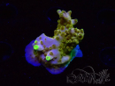 WYSIWYG RAH Acropora Gold Finger 5N1