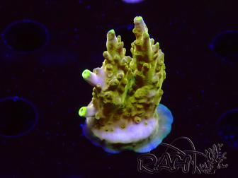 WYSIWYG RAH Acropora Gold Finger 5N2