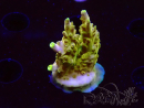 WYSIWYG RAH Acropora Gold Finger 5N2