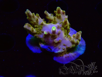 WYSIWYG RAH Acropora Gold Finger 5N3
