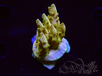 WYSIWYG RAH Acropora Gold Finger