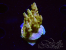 WYSIWYG RAH Acropora Gold Finger