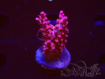 WYSIWYG RAH Acropora Flamingo Fury 5N6