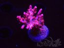 WYSIWYG RAH Acropora Flamingo Fury 5N9
