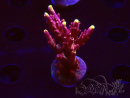 WYSIWYG JF Acropora Fox Flame