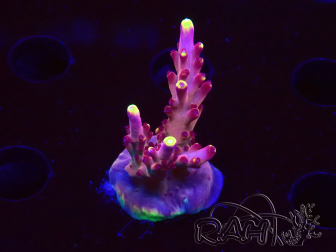 WYSIWYG JF Acropora Fox Flame 5O4