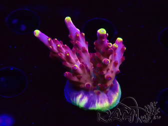 WYSIWYG JF Acropora Fox Flame