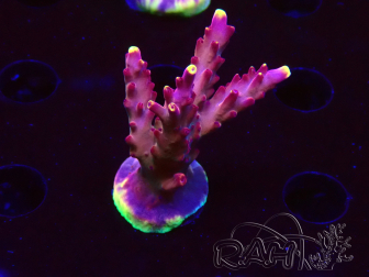 WYSIWYG JF Acropora Fox Flame 5O6