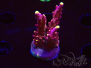 WYSIWYG JF Acropora Fox Flame