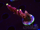 WYSIWYG JF Acropora Fox Flame 5O8