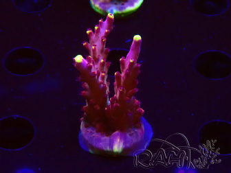 WYSIWYG JF Acropora Fox Flame 5O9