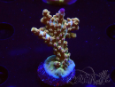 WYSIWYG RAH Acropora Astro-berry 5P1