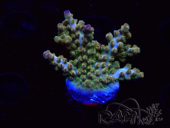 WYSIWYG RAH Acropora Astro-berry 5P2
