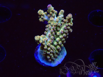 WYSIWYG RAH Acropora Astro-berry 5P3